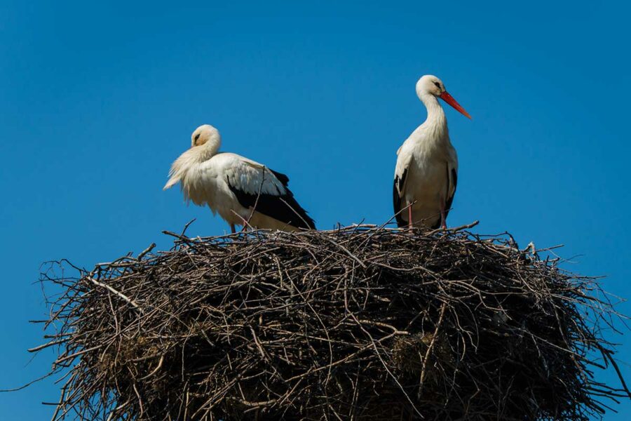 Bociany w Poleskim Parku Narodowym