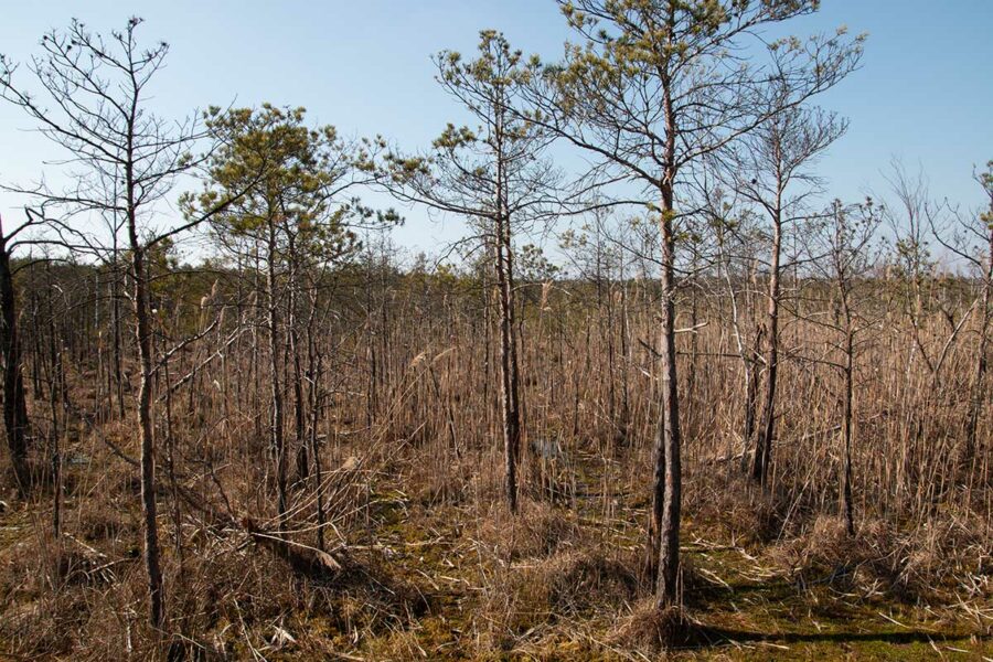 Drzewa w Poleskim Parku Narodowym