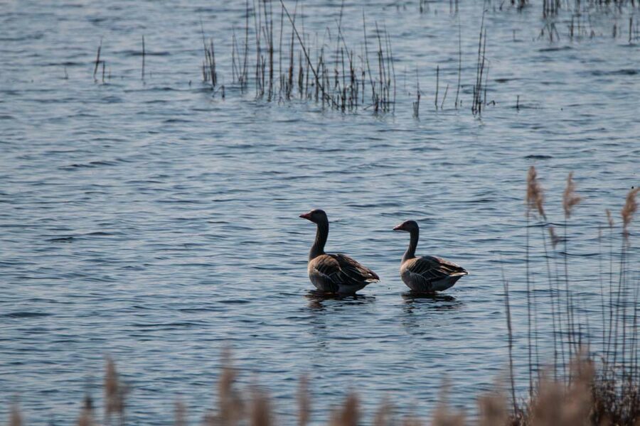 Gęsi w Poleskim Parku Narodowym