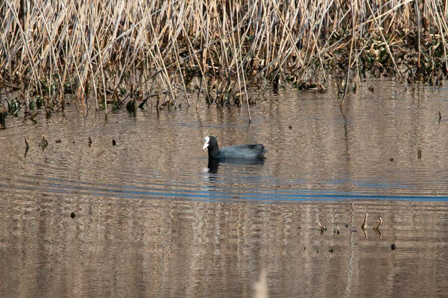 Łyska zwyczajna w Poleskim Parku Narodowym