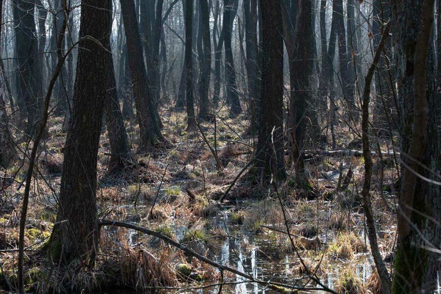 Mokradła w Poleskim Parku Narodowym