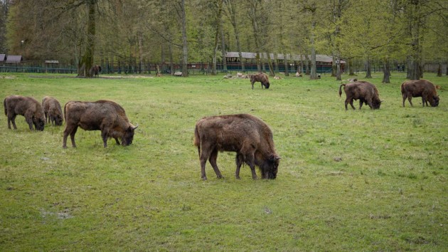 Białowieża