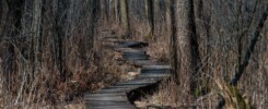 Kładka w Poleskim Parku Narodowym